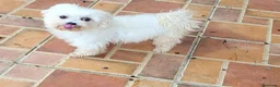 Bichón Maltés perros en venta: Bichon maltés  - Anuncio 3