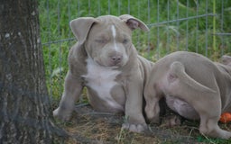 American Bully perros en venta: Cachorros American Bully  en Ourense - Imagen 6