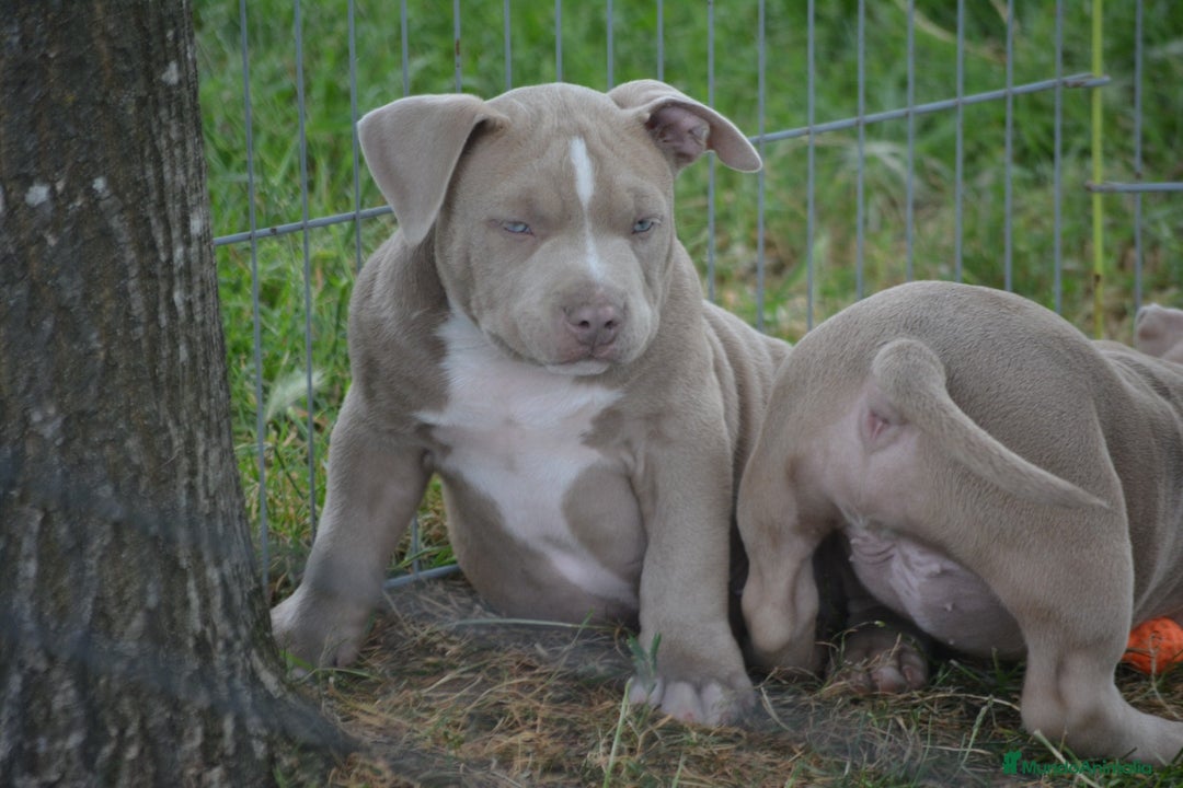 American Bully perros en venta: Cachorros American Bully  en Ourense - Imagen 6