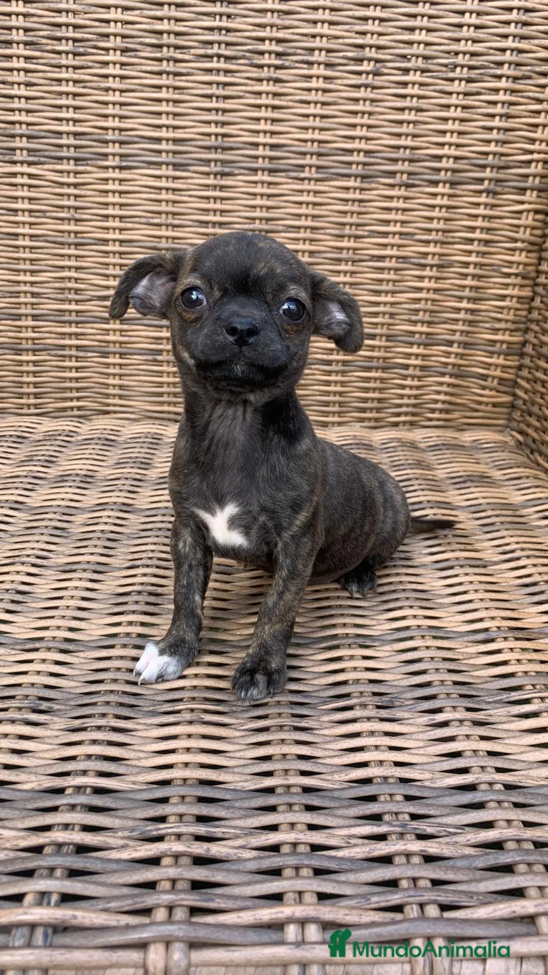 Chihuahua perros en venta: Chihuahuas  en Illes Balears - Anuncio 6