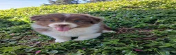 Pastor Australiano perros en venta: PASTOR AUSTRALIANO  - Anuncio 5