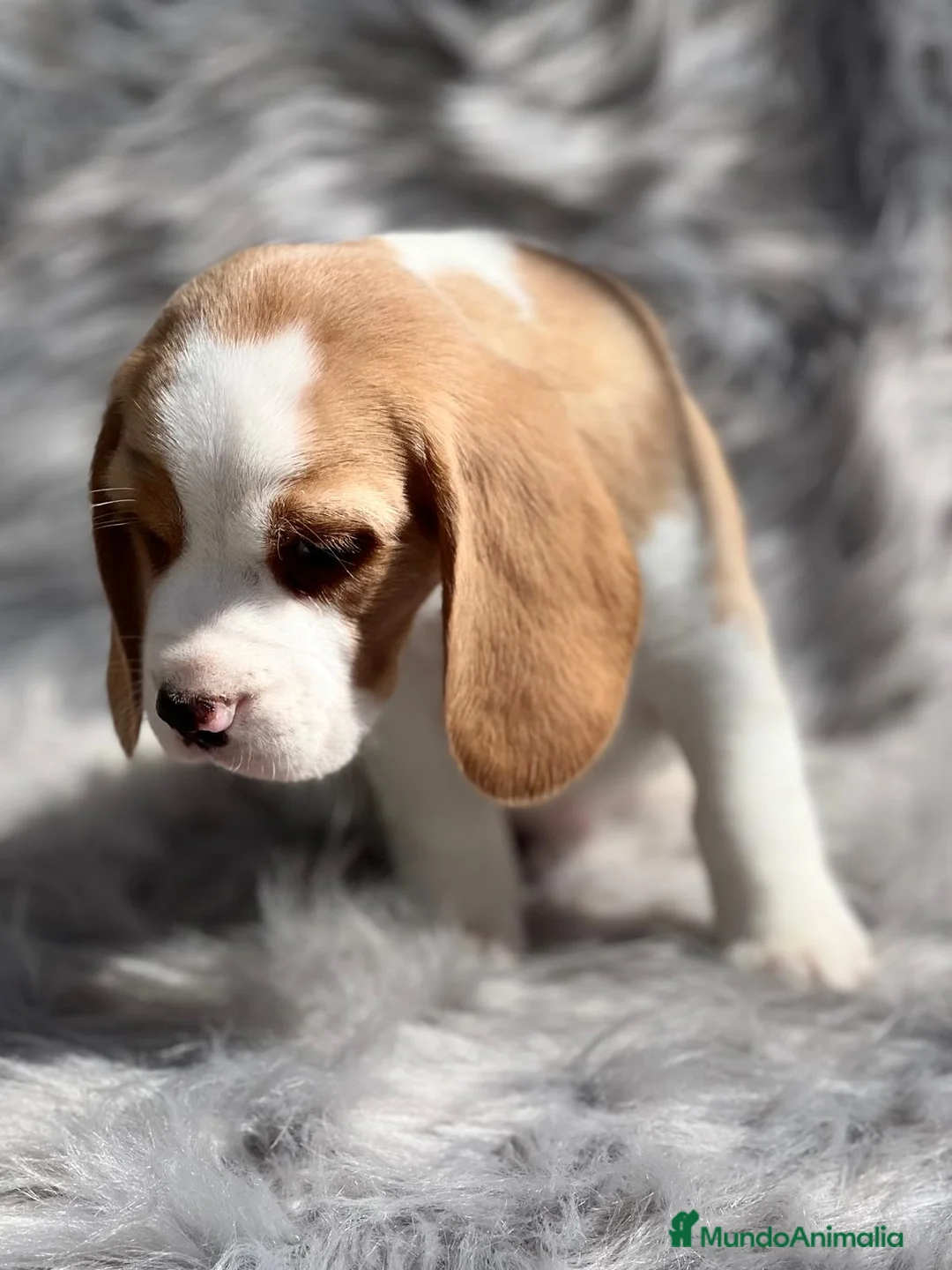 Beagle perros en venta: Beagle limon en Barcelona - Anuncio 4