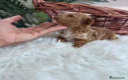 Caniche Toy perros en venta: CANICHE TOY MACHO - Imagen 4
