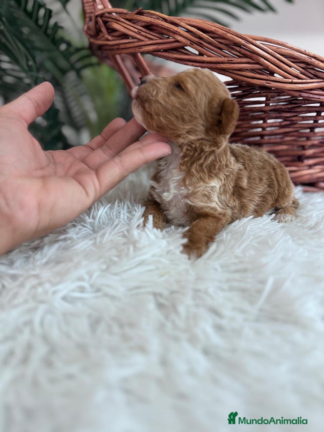 Caniche Toy perros en venta: CANICHE TOY MACHO - Imagen 4