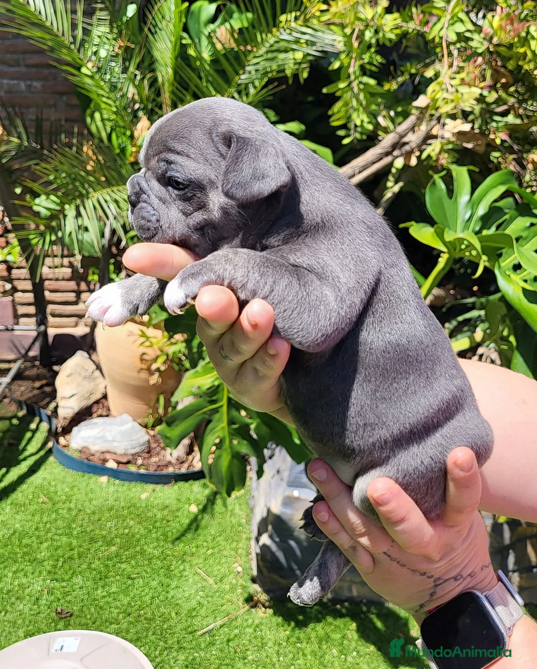 Bulldog Francés perros en venta: Bulldog francés blue - Anuncio 2