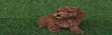 Caniche Toy 2