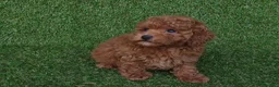 Caniche Toy perros en venta: Caniches toys - Anuncio 4