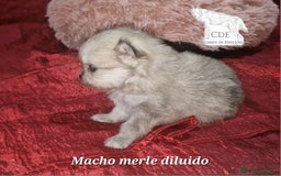 Pomerania perros en venta: Pomeranias toy/enano - Imagen 5