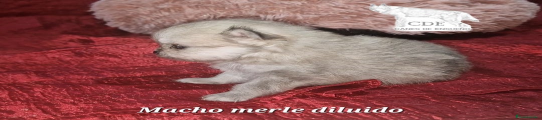 Pomerania Cachorro 2