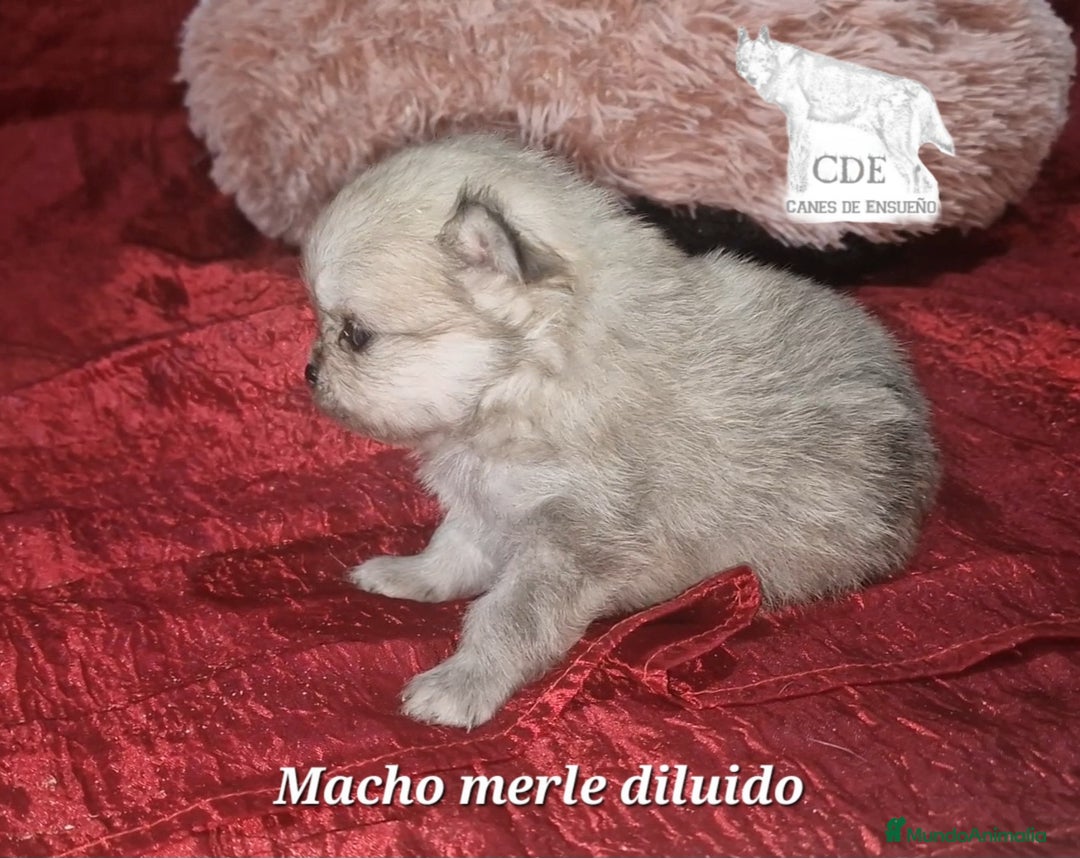 Pomerania perros en venta: Pomeranias toy/enano - Imagen 5