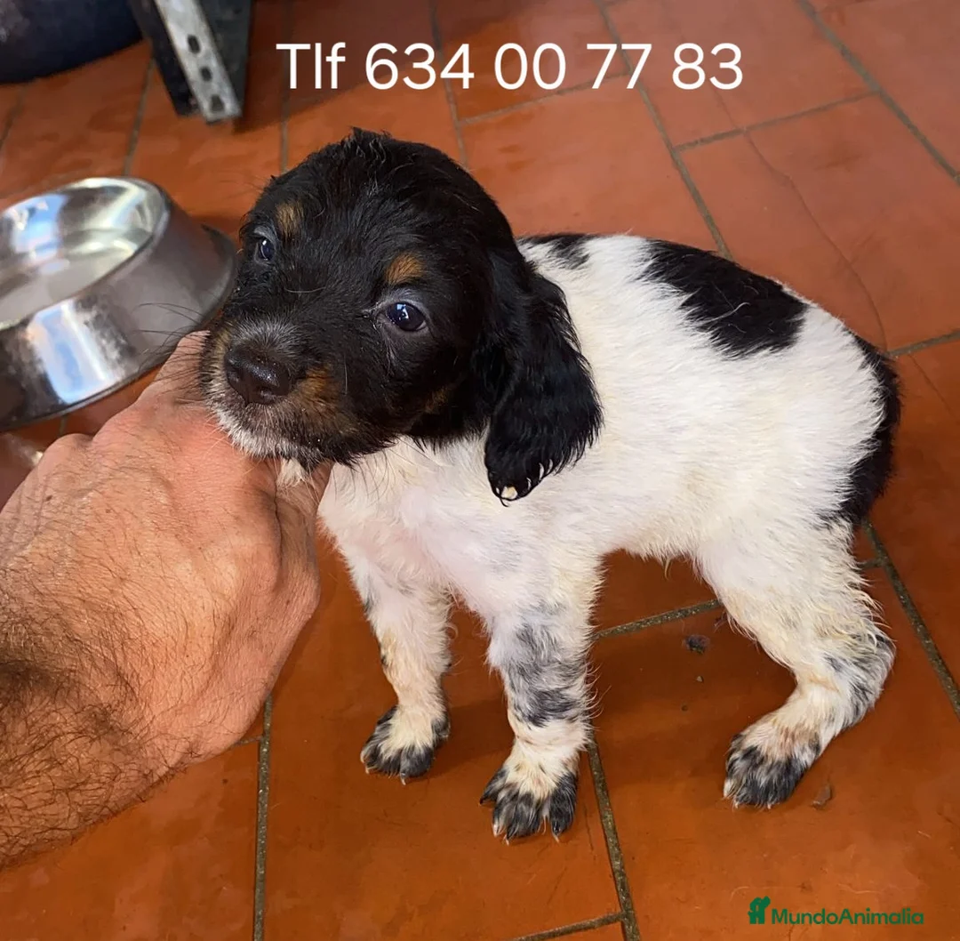 Épagneul Breton perros en venta: Excelentes cachorros spaniel bretón  - Anuncio 1