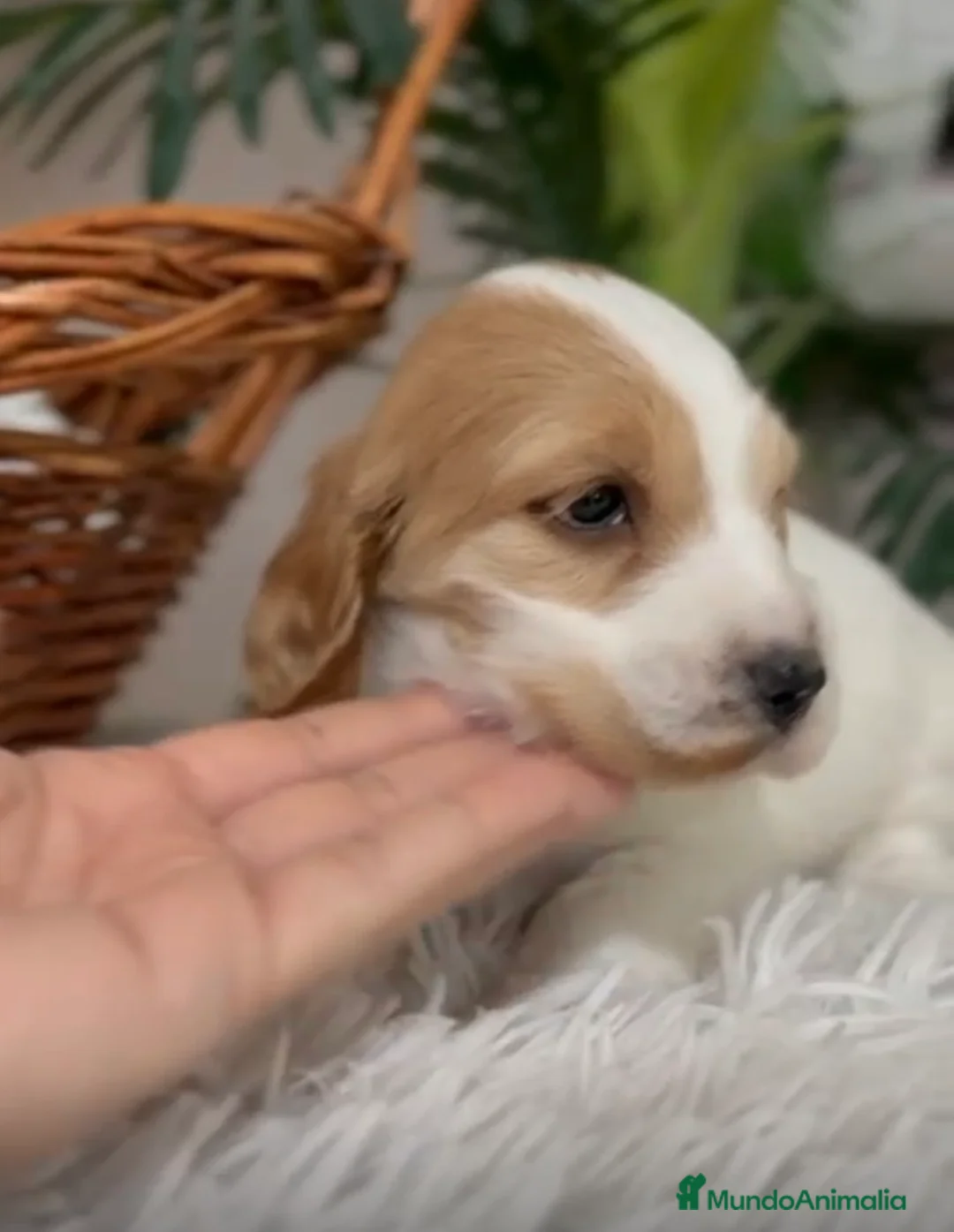 Cocker Spaniel Inglés perros en venta: COCKER SPANIEL INGLES - Anuncio 3