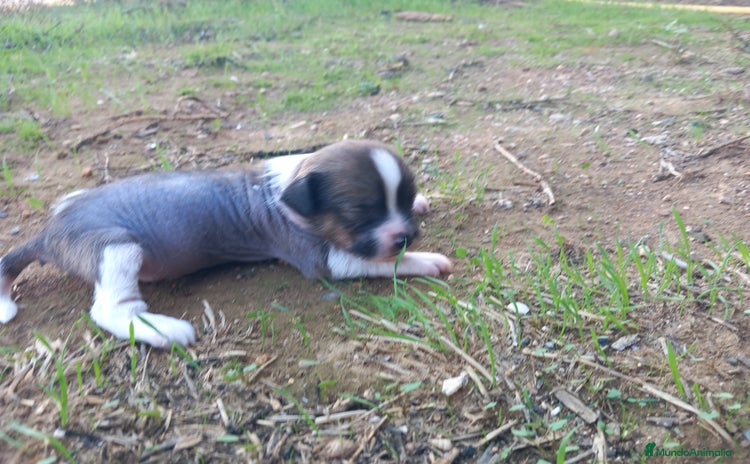 Perro Crestado Chino perros Crestados chinos sin pelo. - Anuncio 2