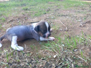 Perro Crestado Chino perros Crestados chinos sin pelo. - Anuncio 5