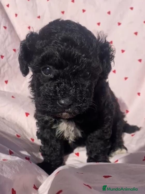 Caniche Toy perros Caniche toy negrito - Anuncio 3