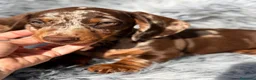Teckel Miniatura perros en venta: Teckel arlequin chocolate  - Anuncio 4