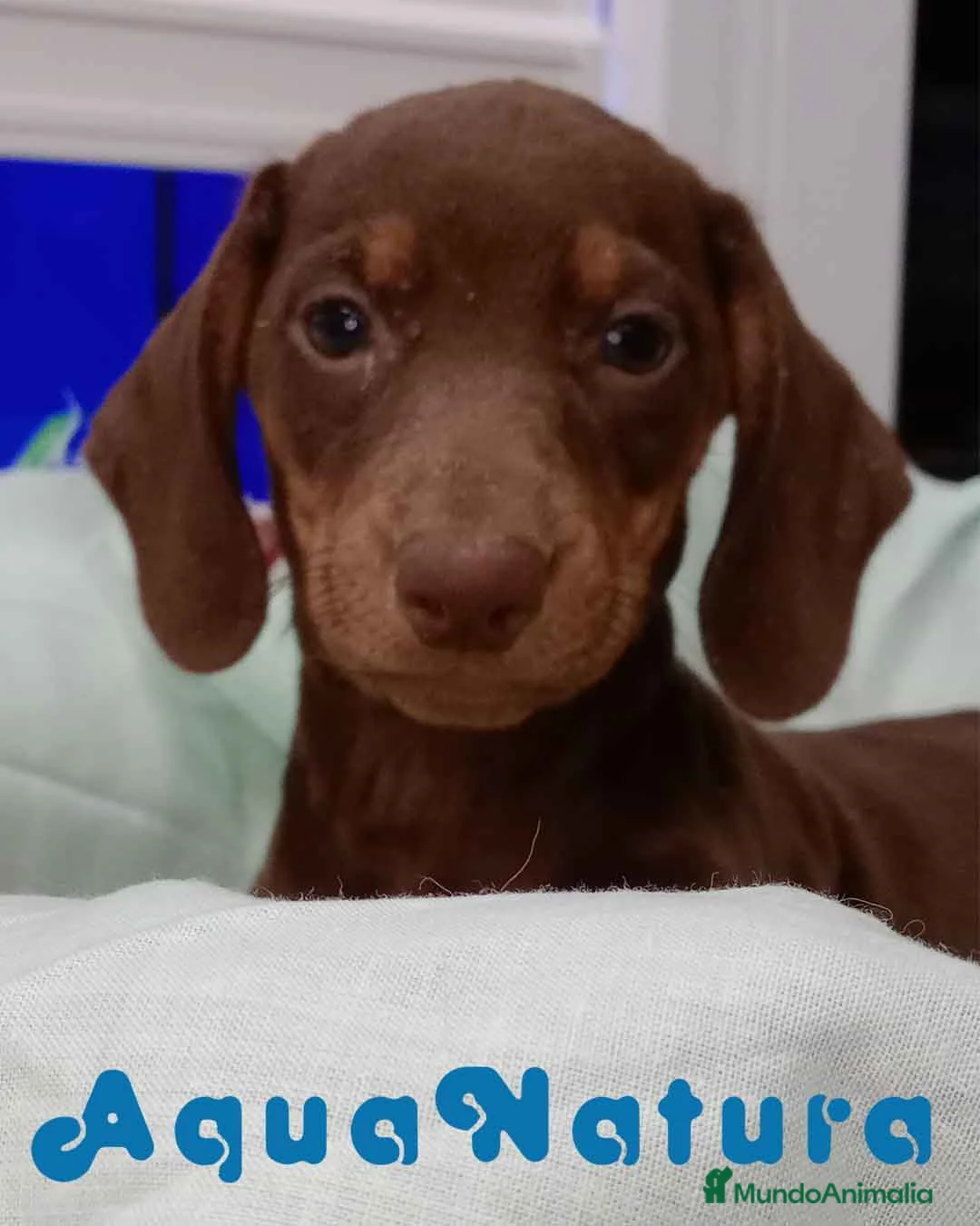 Teckel perros en venta:  Teckel Macho de Kily y Tilo 7003 - AQUANATURA en Barcelona - Anuncio 2