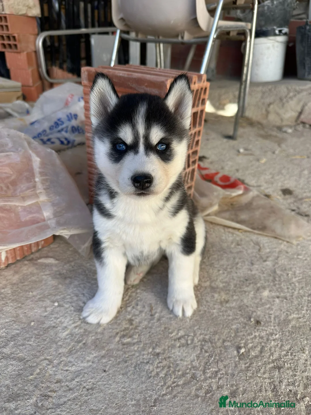 Husky Siberiano perros en venta: Husky Siberiano  - Anuncio 2