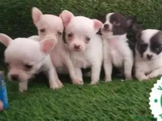 Chihuahua perros Chihuahuas Microscópicos Máxima Calidad - Anuncio 1