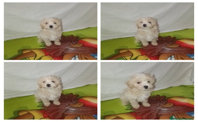 Maltipoo perros - Anuncio 16