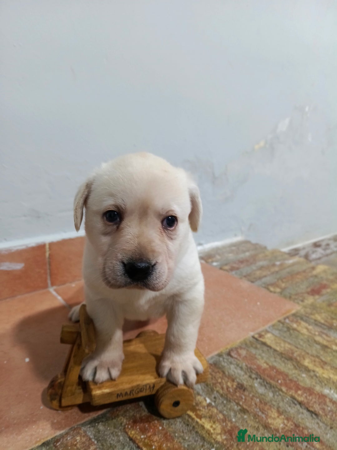 Labrador Retriever perros en venta: Labrador retriever dorado  - Anuncio 3