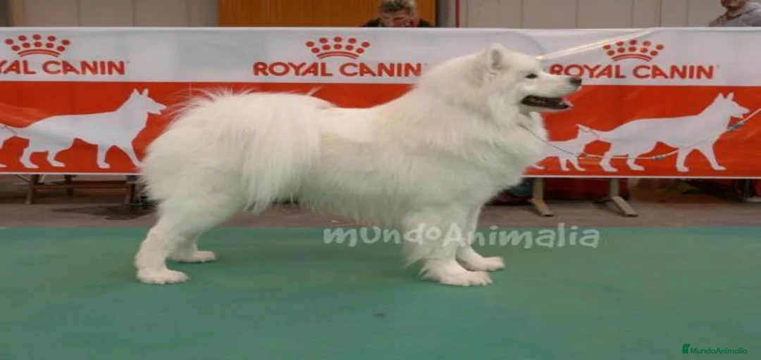 Imagen de galería {{count}}