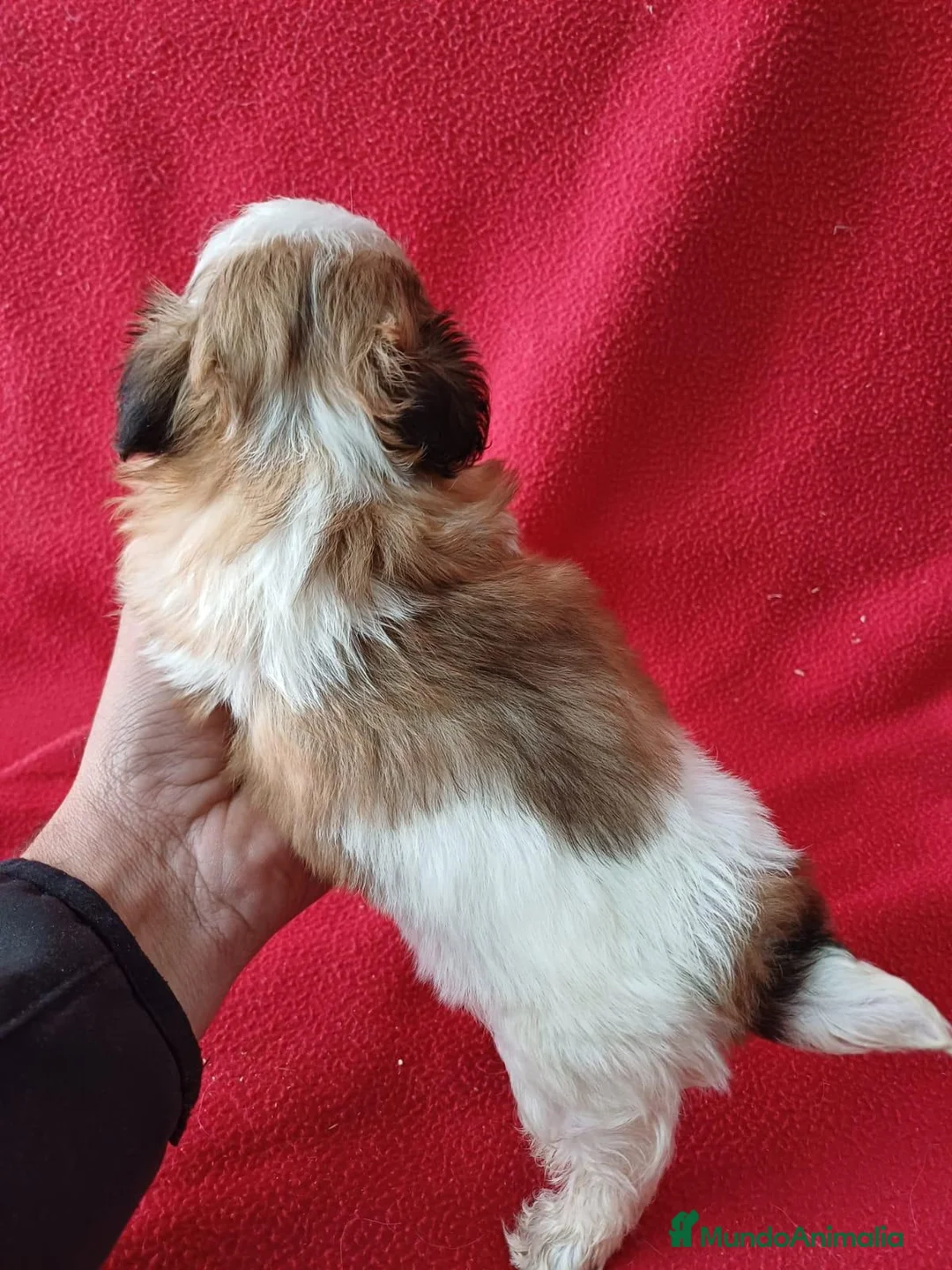 Shih Tzu perros en venta: Shitzhu  - Anuncio 6