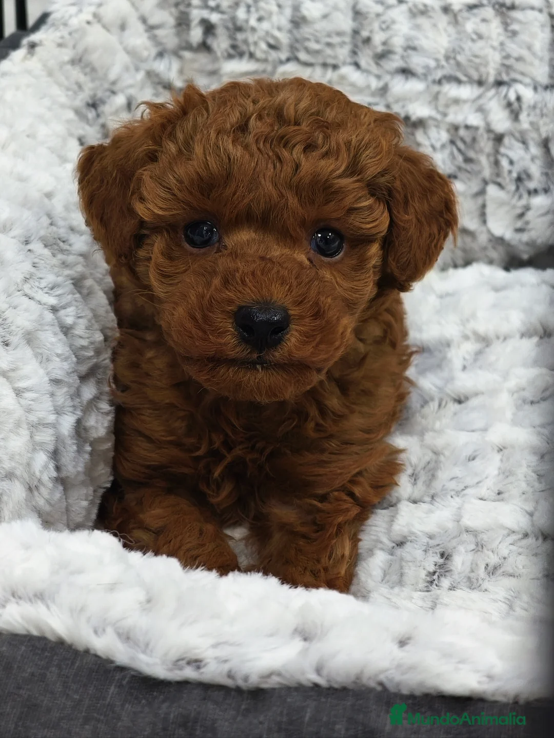 Caniche Toy perros en venta: Caniche toy rojo macho - Anuncio 2