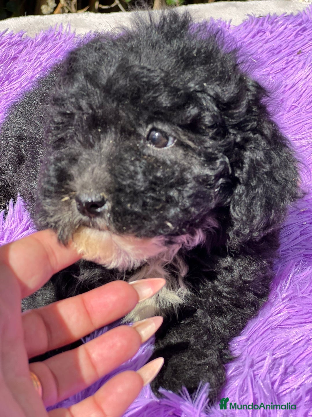 Maltipoo perros en venta: MALTIPOO F1 DISPONIBLES - Imagen 6
