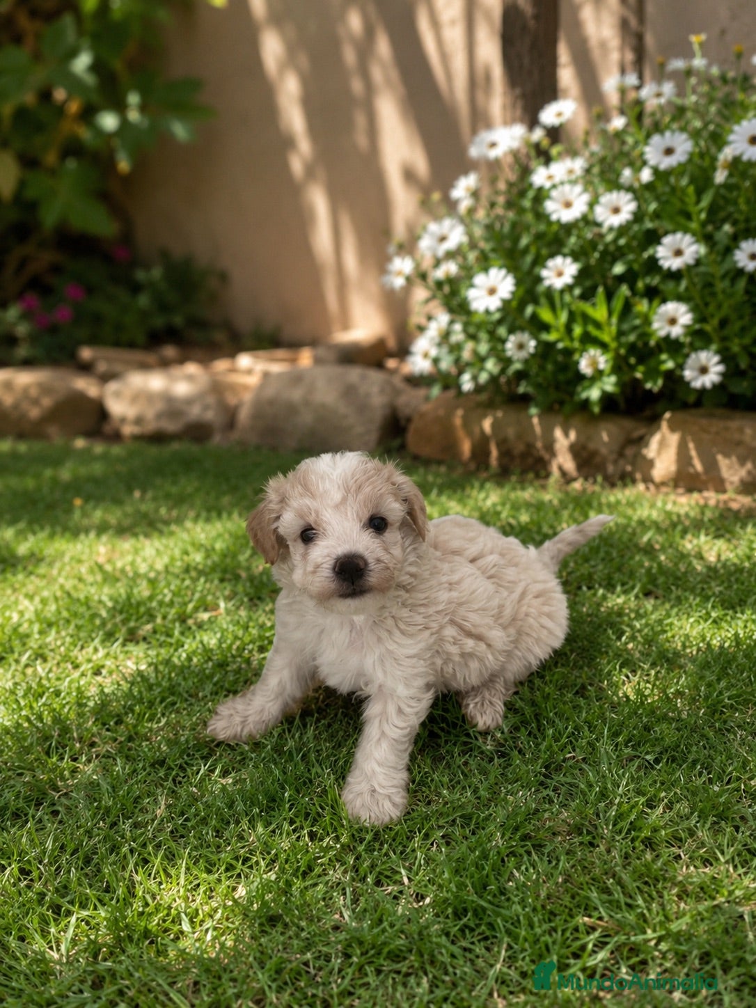 Maltipoo perros PRECIOSOS MALTIPOO MINI - Anuncio 3