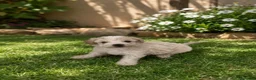 Maltipoo perros en venta: PRECIOSOS MALTIPOO MINI - Anuncio 1