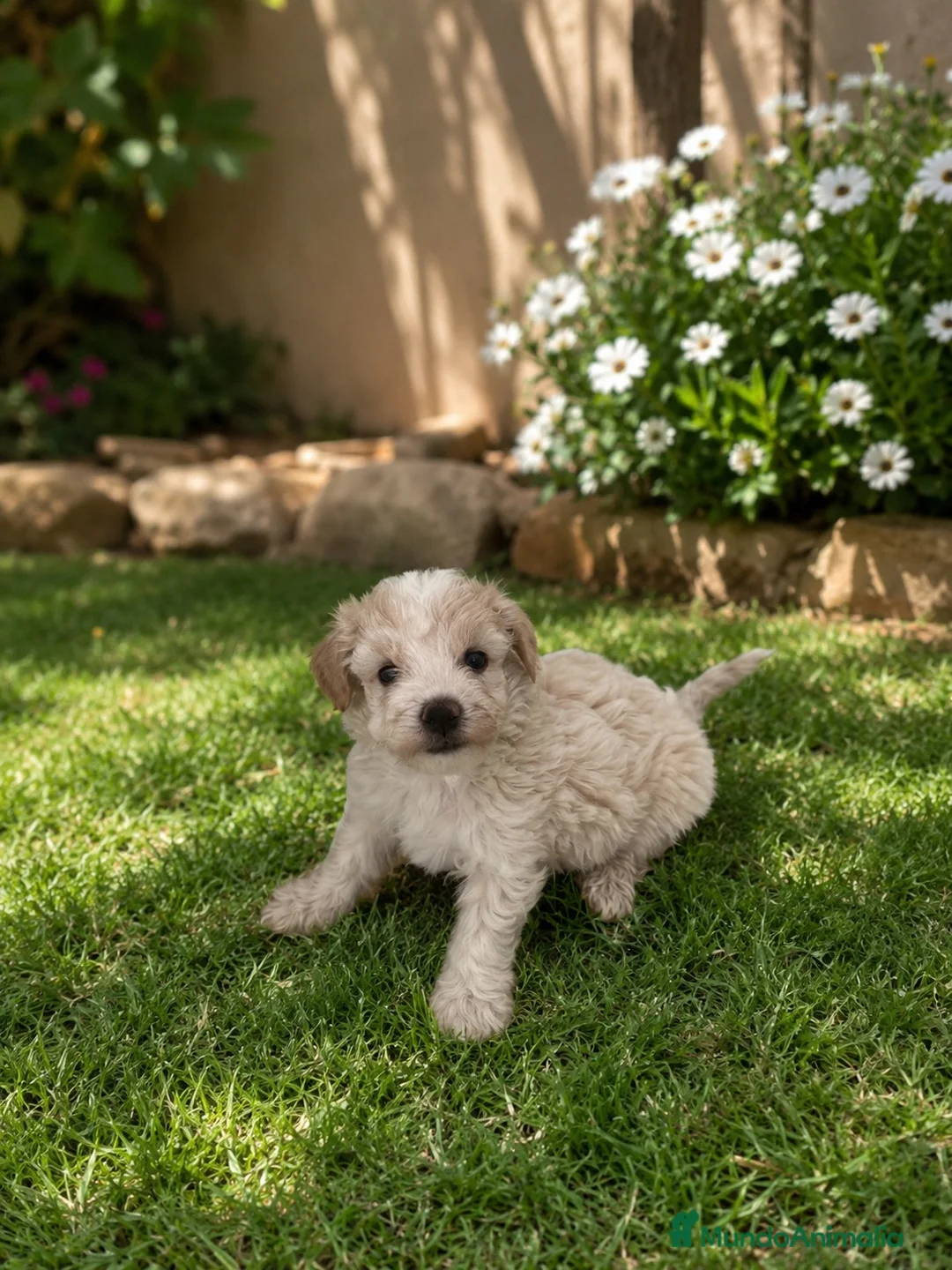Maltipoo perros en venta: PRECIOSOS MALTIPOO MINI - Anuncio 1