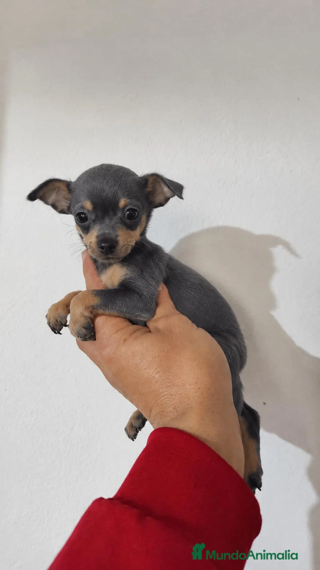 Pinscher Miniatura perros en venta: Pincher miniatura blue - Anuncio 1
