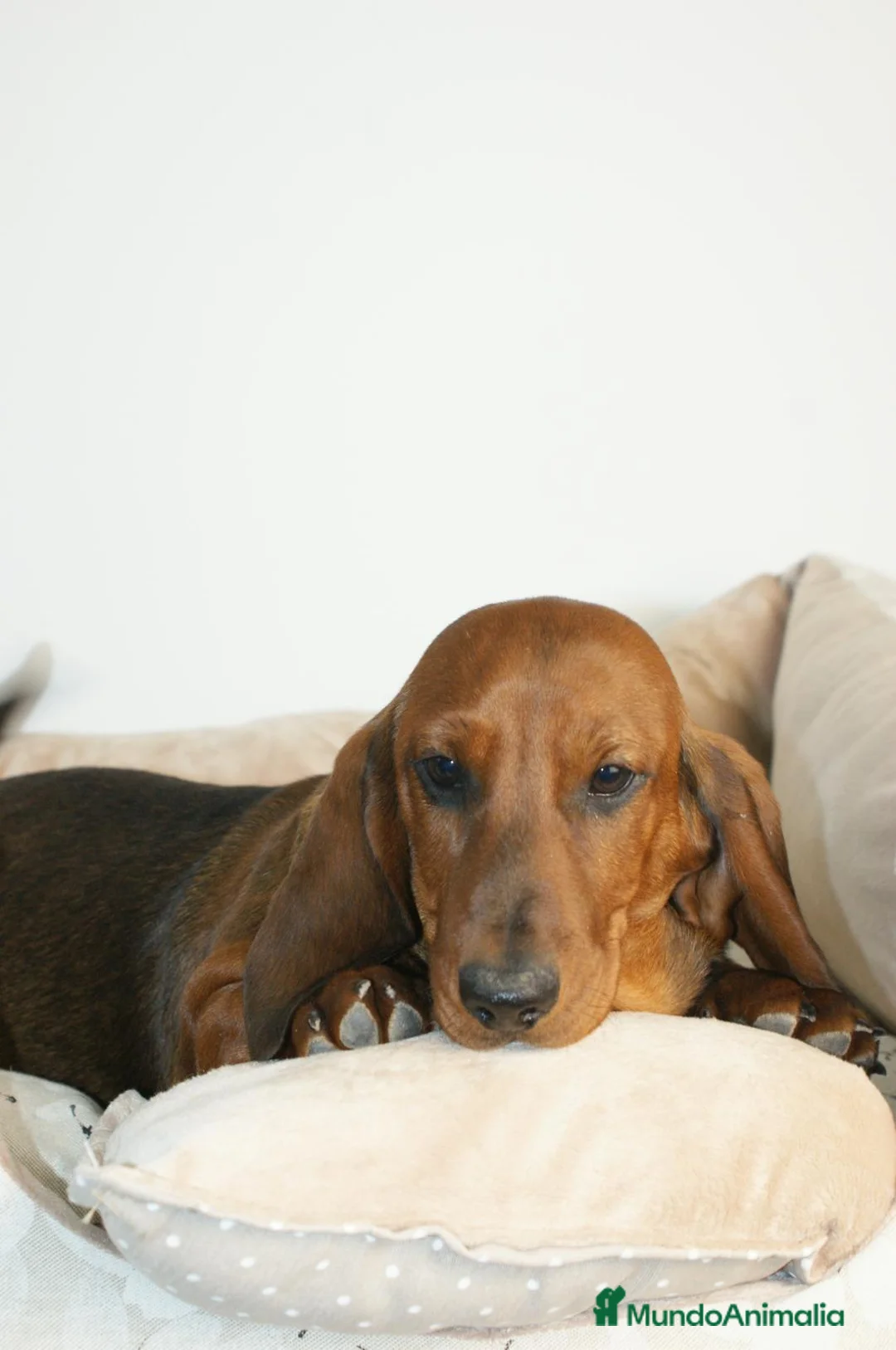 Teckel perros en venta: CACHORRO DE TECKEL STANDARD - Anuncio 1