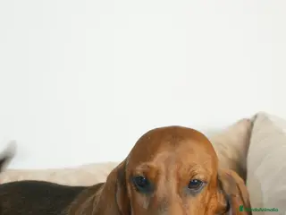 Teckel perros CACHORRO DE TECKEL STANDARD - Anuncio 1