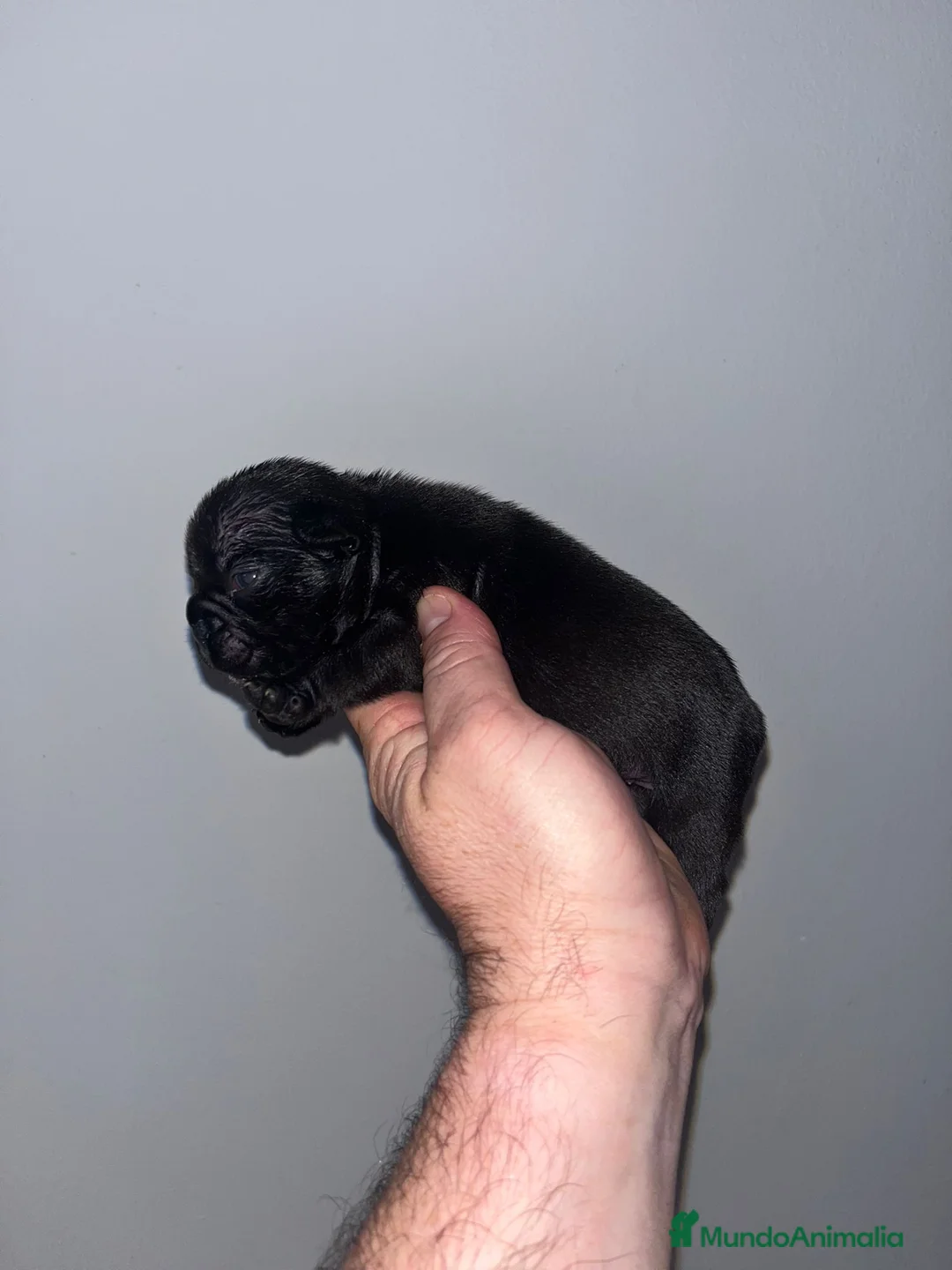 Bulldog Francés perros en venta: Cachorros de Bulldog frances  - Anuncio 9