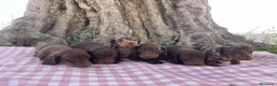 Teckel Miniatura perros en venta: Teckel miniatura y kaninchen - Anuncio 7