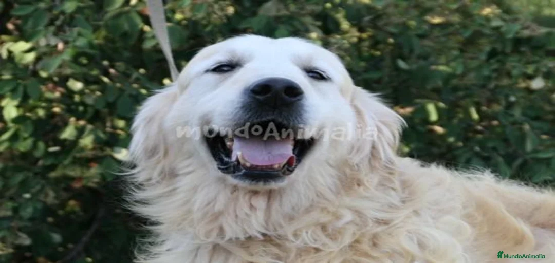 Imagen de galería {{count}}