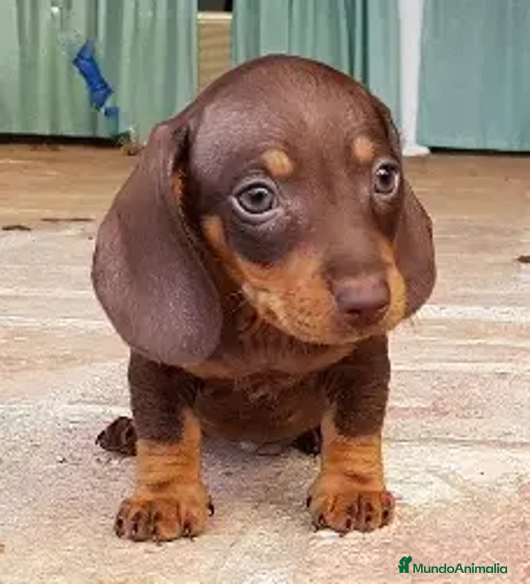 Teckel Miniatura perros en venta: TECKEL MINIATURA CHOCOLATE HEMBRA - Anuncio 1