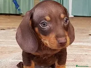 Teckel Miniatura perros TECKEL MINIATURA CHOCOLATE HEMBRA - Anuncio 1