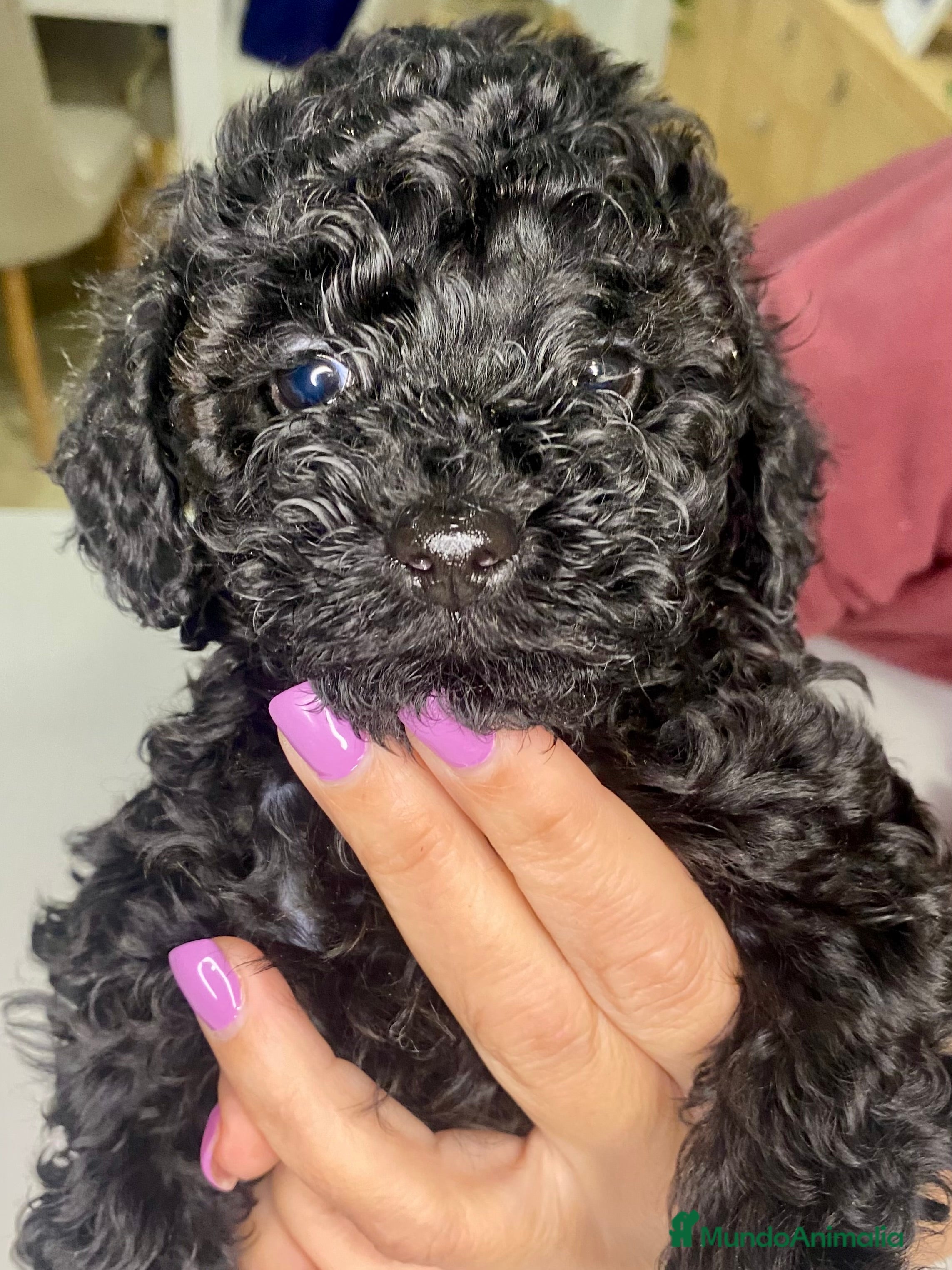 Caniche Toy perros Camada de caniches Toy - Anuncio 13