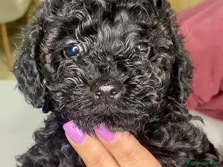 Caniche Toy perros Camada de caniches Toy - Anuncio 13