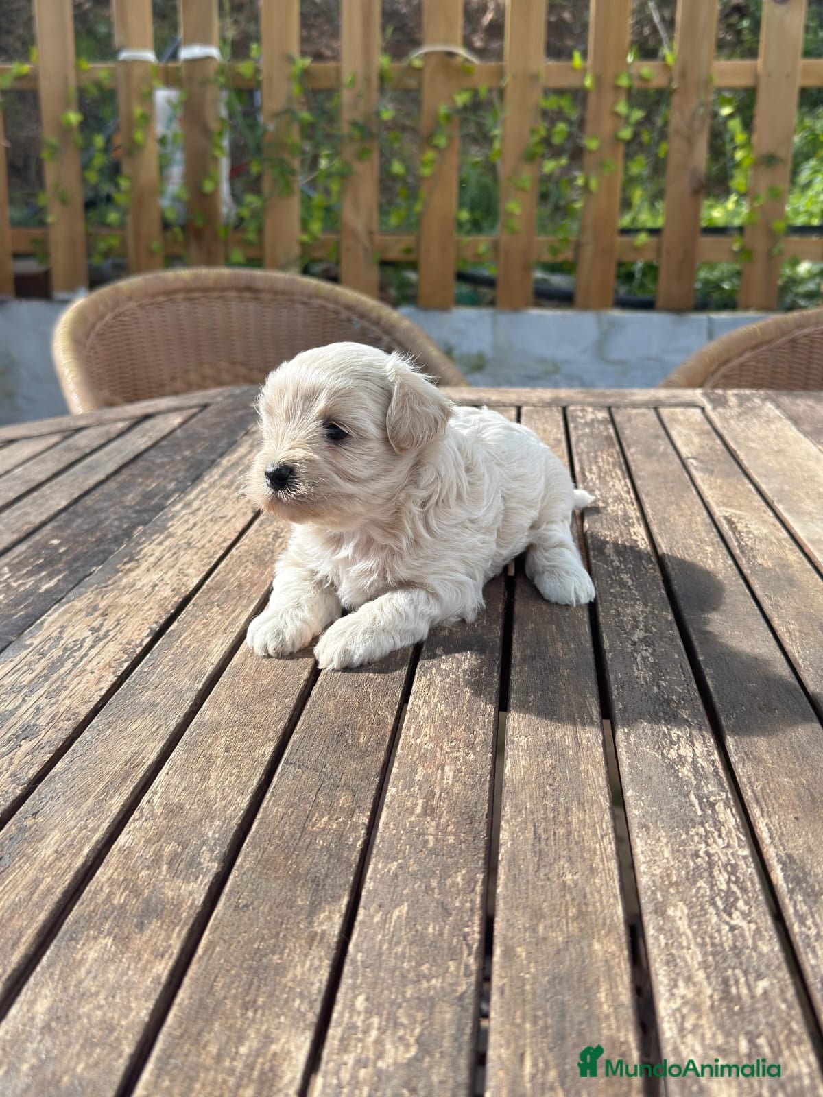 Maltipoo perros Maltipoo hembra Crema disponible  - Anuncio 3