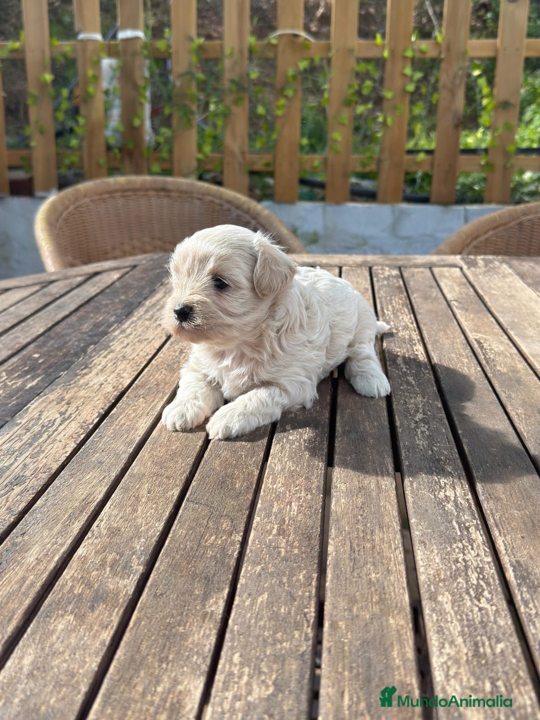 Maltipoo perros en venta: Maltipoo hembra Crema disponible  - Anuncio 1