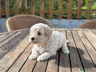 Maltipoo perros Maltipoo hembra Crema disponible - Anuncio 3