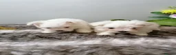 Bichón Maltés perros en venta: Bichon maltés americano  - Anuncio 2