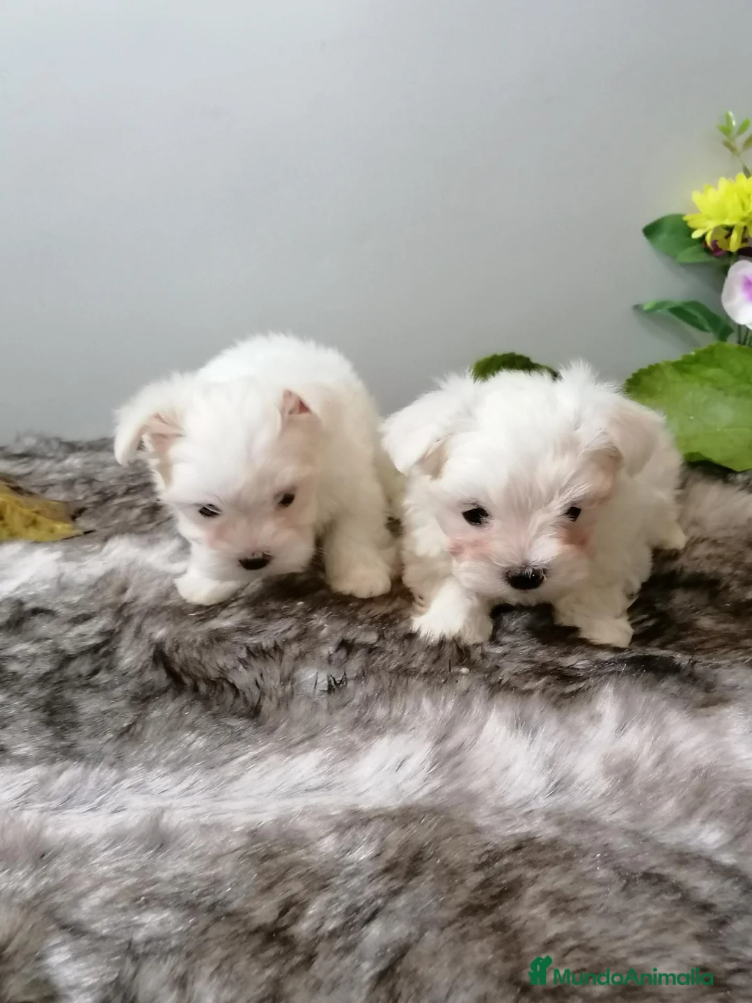 Bichón Maltés perros en venta: Bichon maltés americano  - Anuncio 2
