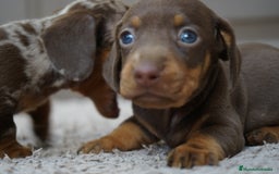 Teckel Miniatura perros en venta: 🌰✨ Frisco, Sani & Pau — tres teckel que marcan 🐾 - Imagen 2