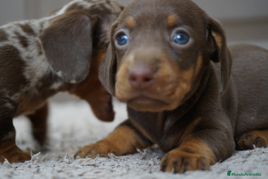 Teckel Miniatura perros en venta: 🌰✨ Frisco, Sani & Pau — tres teckel que marcan 🐾 - Imagen 2