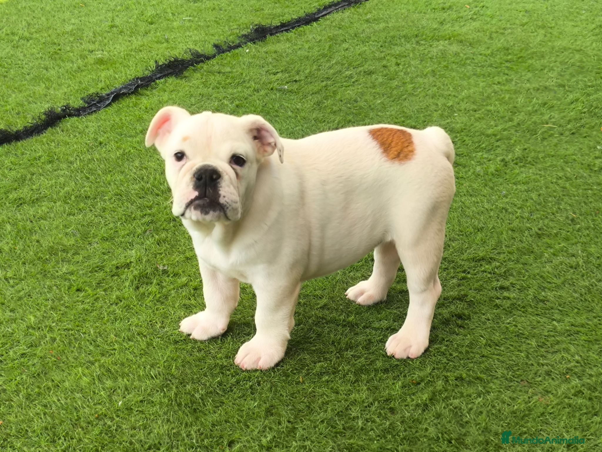 Bulldog Inglés perros Bulldog ingles machos  - Anuncio 1